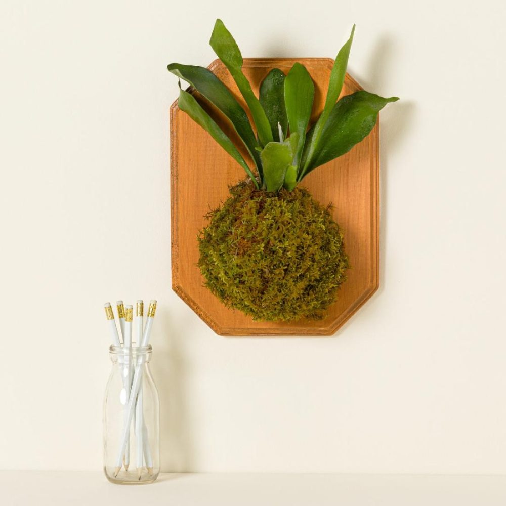 3-D Wall Art |   Staghorn Kokedama Wall Art – Assembled Or Diy 3-D Wall Art 3-D Wall Art