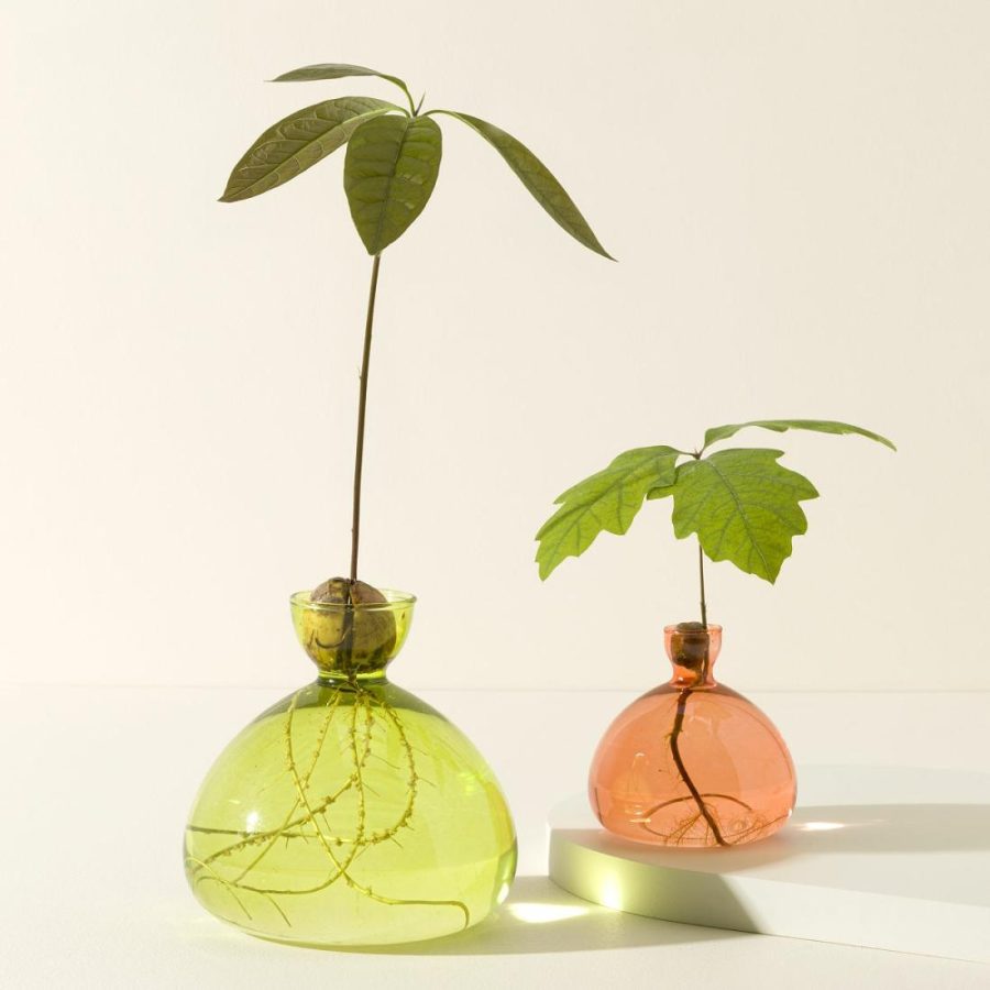 Planters & Terrariums |   Avocado Vase Garden Planters & Terrariums