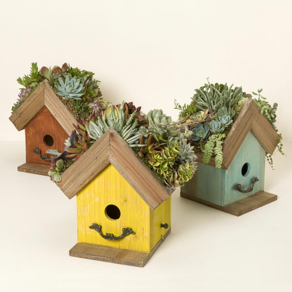 Planters & Terrariums |   Bird Cottage Living Succulent Garden Birdhouses & Feeders Birdhouses & Feeders