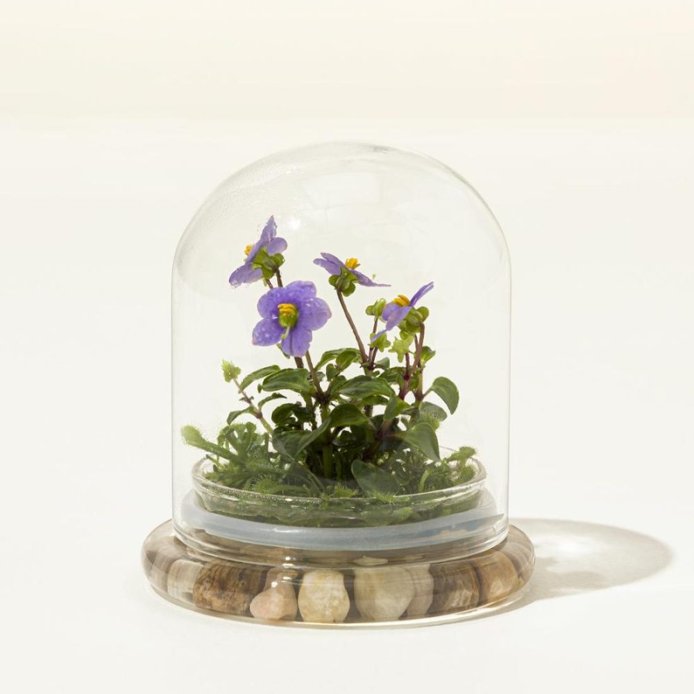 Planters & Terrariums |   Everlasting Persian Violet Terrarium Garden Planters & Terrariums