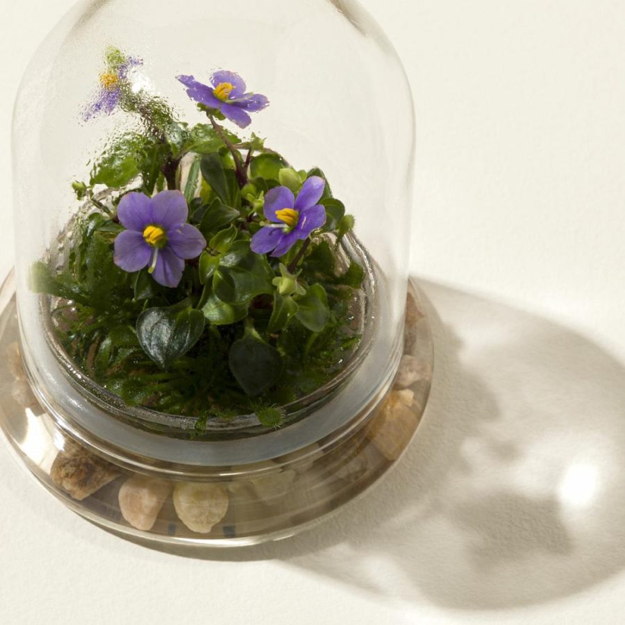 Planters & Terrariums |   Everlasting Persian Violet Terrarium Garden Planters & Terrariums