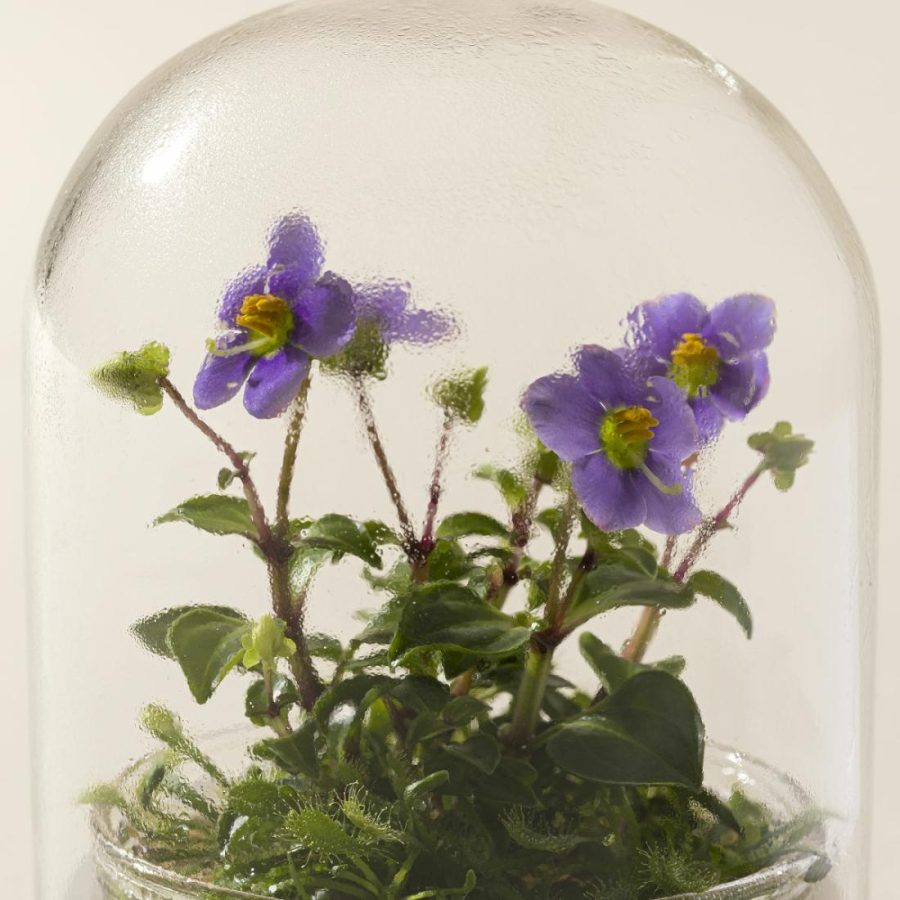 Planters & Terrariums |   Everlasting Persian Violet Terrarium Garden Planters & Terrariums