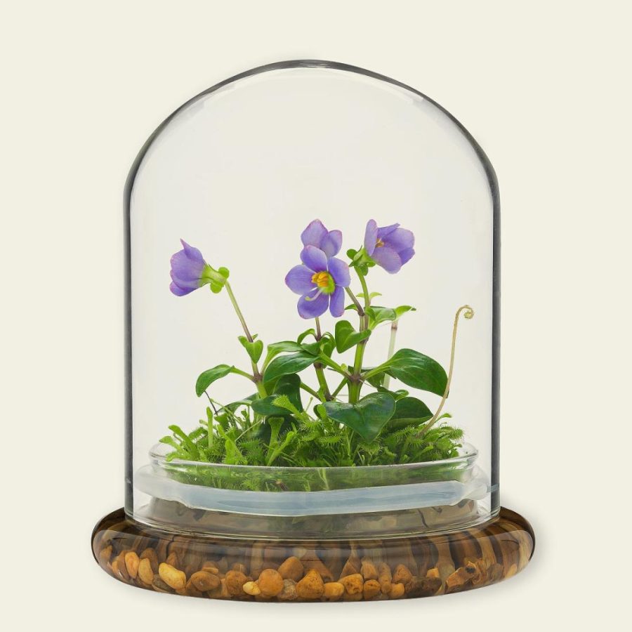 Planters & Terrariums |   Everlasting Persian Violet Terrarium Garden Planters & Terrariums