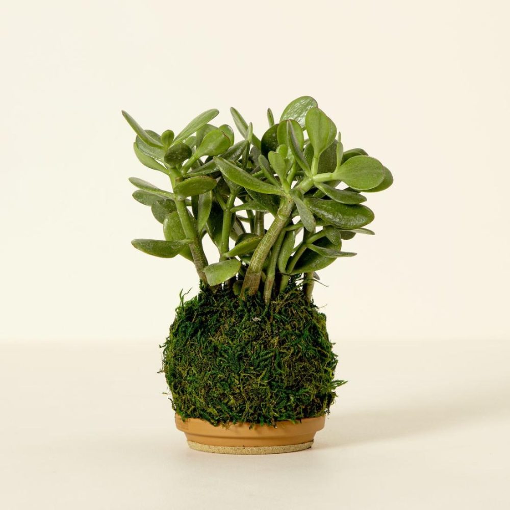 Planters & Terrariums |   Jade Plant Kokedama Garden Planters & Terrariums