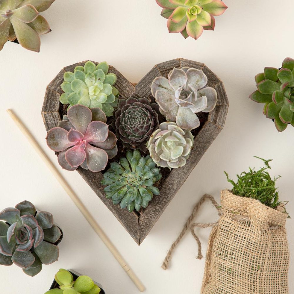 Planters & Terrariums |   Redwood Succulent Heart Kit Garden Planters & Terrariums