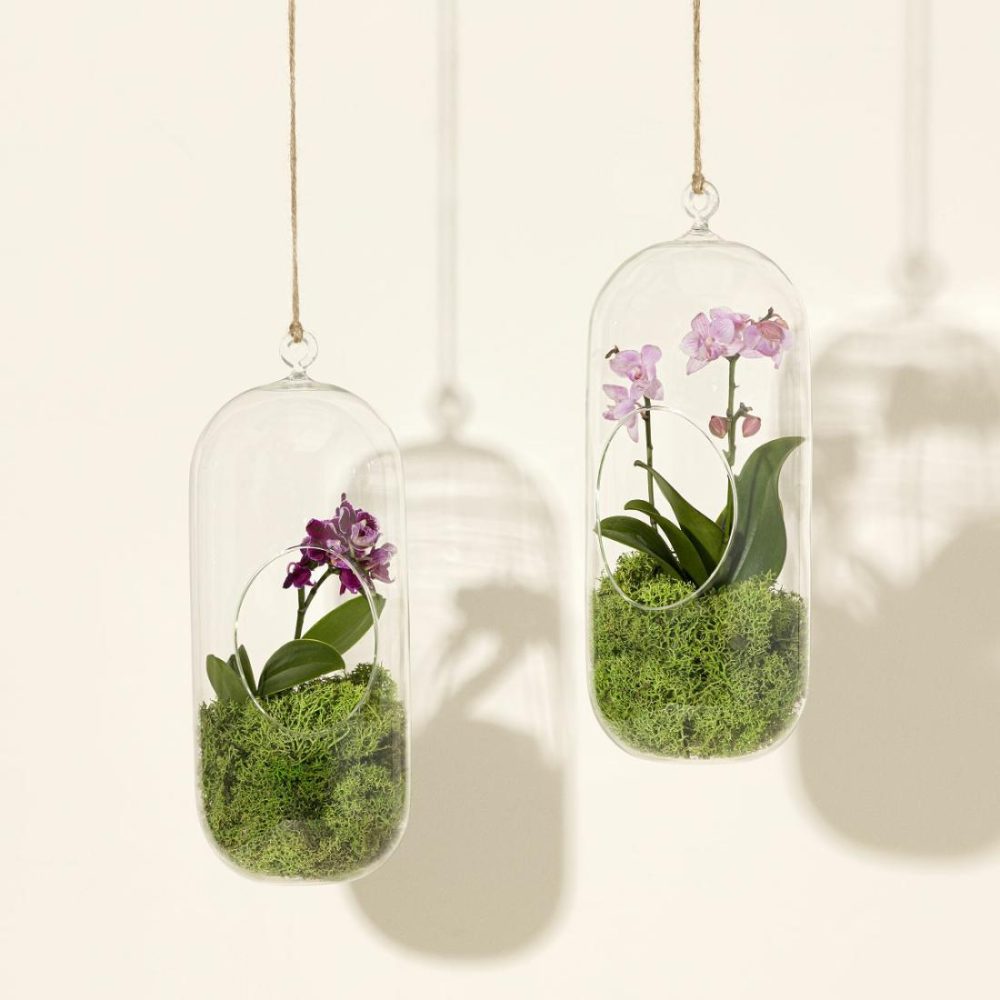 Planters & Terrariums |   Hanging Orchid Terrarium Garden Planters & Terrariums